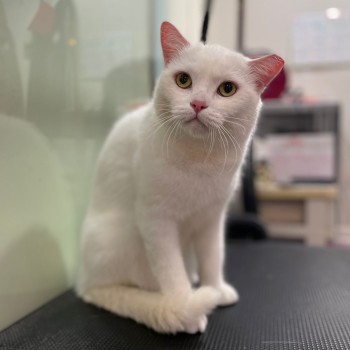 小玉